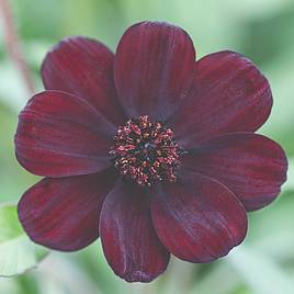 Cosmos atrosanguineus Chocamocha