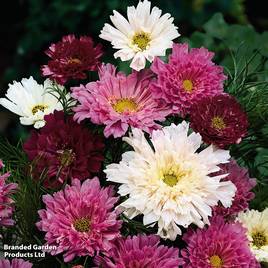 Cosmos Double Click - Seeds