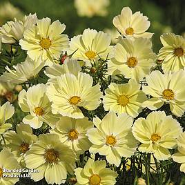 Cosmos Xanthos - Seeds