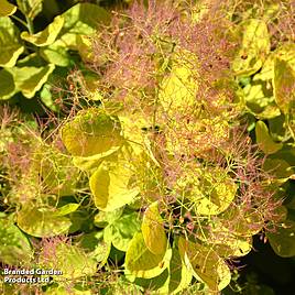 Cotinus coggygria Golden Spirit