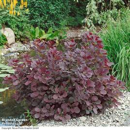 Cotinus coggygria Royal Purple