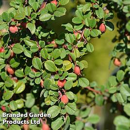 Cotoneaster microphyllus Streibs Findling