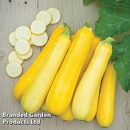 Courgette Butterstick F1