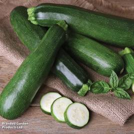 Courgette Black Beauty - Organic Seeds