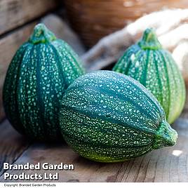 Courgette Seeds - Boldenice F1 Hybrid