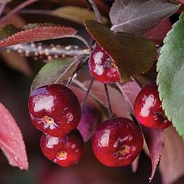 Crab Apple Royalty