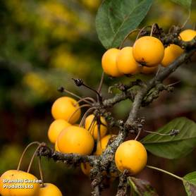 Crab Apple Butterball