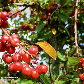 Crab Apple Gorgeous