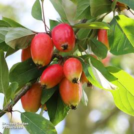 Crab Apple John Downie