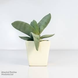 Crassula Boomerang