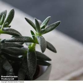 Crassula Tarantula