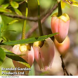 Crinodendron Ada Hoffman