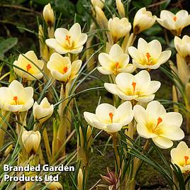 Crocus chrysanthus Cream Beauty