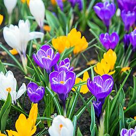 Crocus Botanical Mixed