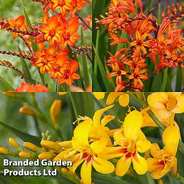 Crocosmia Firestars Collection