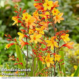 Crocosmia Harlequin