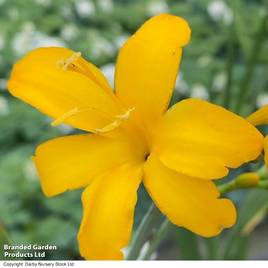 Crocosmia Pauls Best Yellow