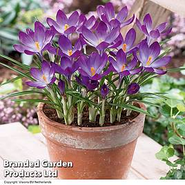 Crocus Ruby Giant