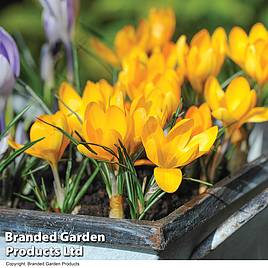 Crocus Yellow Mammoth