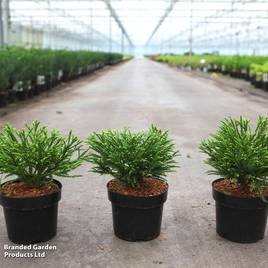 Cryptomeria japonica Little Champion