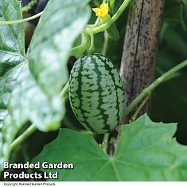 Cucumber Seeds - Cucamelon