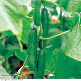 Cucumber Passandra F1 - Organic Seeds