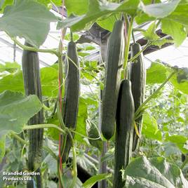 Cucumber Vista F1 - Seeds