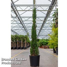 Cupressus sempervirens Pyramidalis