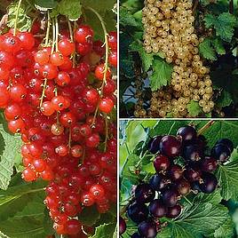 Currant Collection