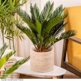 Cycas revoluta King Sago Palm