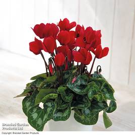 Cyclamen persicum Red