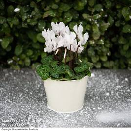 Cyclamen Winter Wonderland White