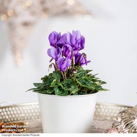 Cyclamen persicum Dragon Blue