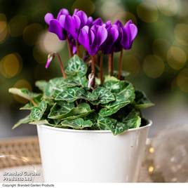 Cyclamen persicum Dragon Deep Blue