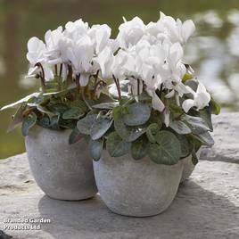 Cyclamen persicum White