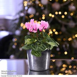 Cyclamen persicum Pink