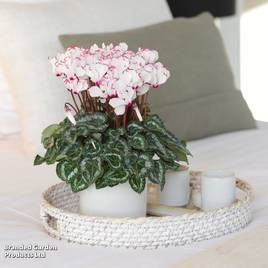 Cyclamen Absolu de Morel