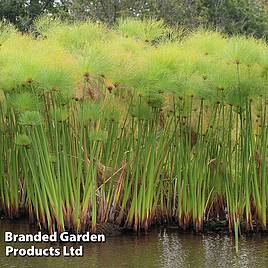 Cyperus papyrus percamenthus (Marginal Aquatic)