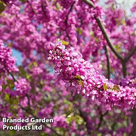 Cercis Siliquastrum