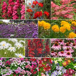 Sunset Perennial Collection