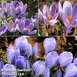 Crocus Bicolour Collection