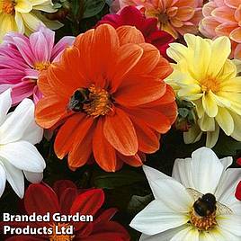 Dahlia Patio Choice