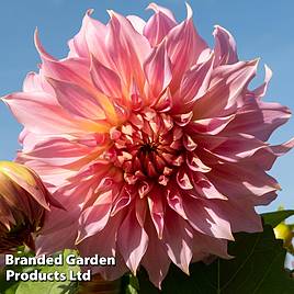 Dahlia Penhill Watermelon