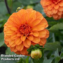 Dahlia American Sunset