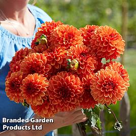 Dahlia American Sunset