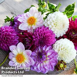 Dahlia Berry Sorbet Mix