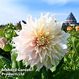 Dahlia Cafe Au Lait