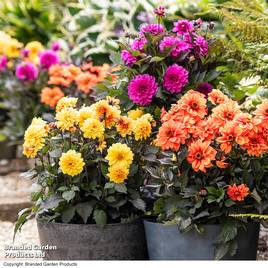 Dahlia coccinea Gardenetta Trio