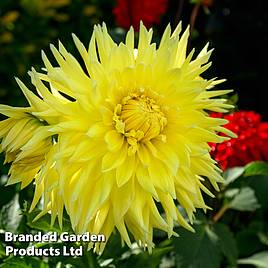 Dahlia Wandas Capella