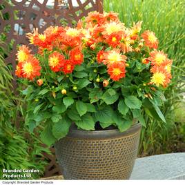 Dahlia Dahlina Maxi Fireball
